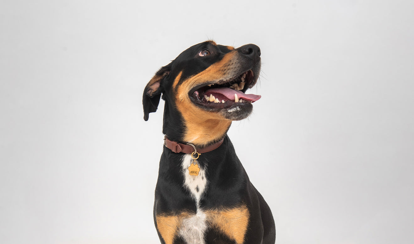 Celebrating International Dogs Day
