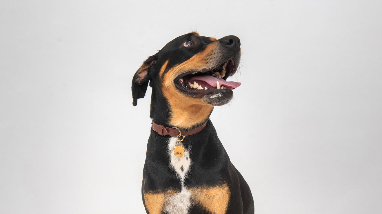 Celebrating International Dogs Day