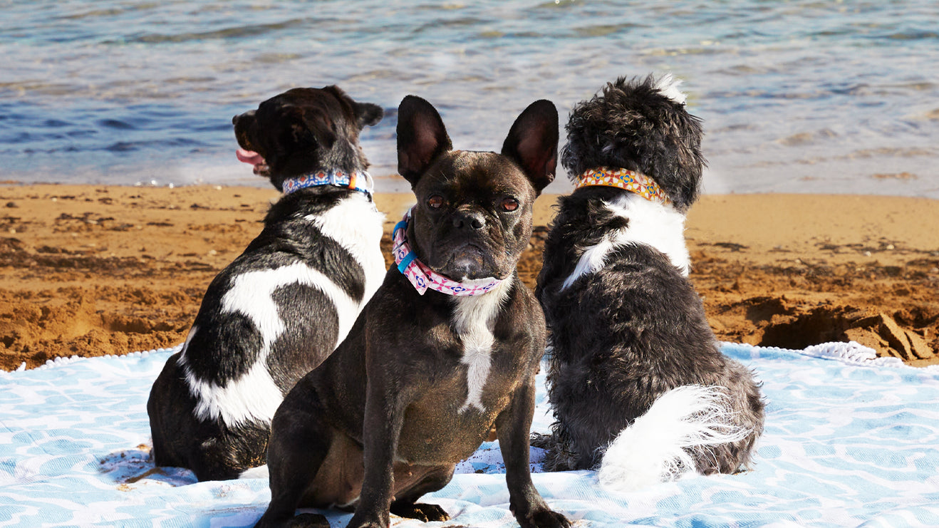 Stylish Mvintage Pets